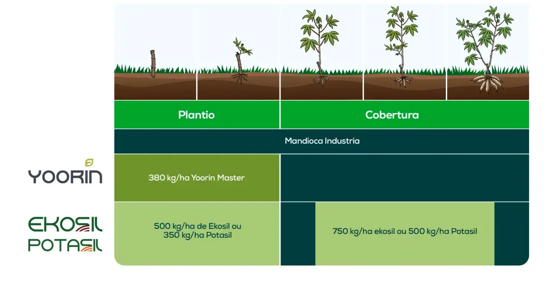 Tabela de Mandioca (Indústria)