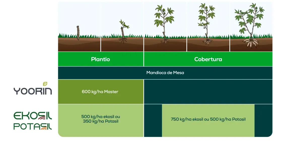 Tabela de Mandioca (Mesa)