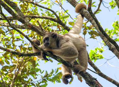 Brachyteles hypoxanthus  (muriqui-do-norte)