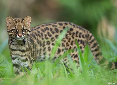 Leopardus gutullus (Gato-do-mato)