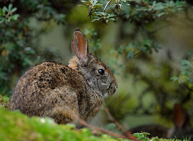 Sylvilagus brasiliensis (Tapeti)