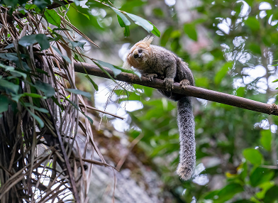Callithrix flaviceps (Sagui-da-serra)
