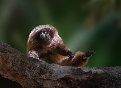 Callicebus nigrifrons (Sauá)
