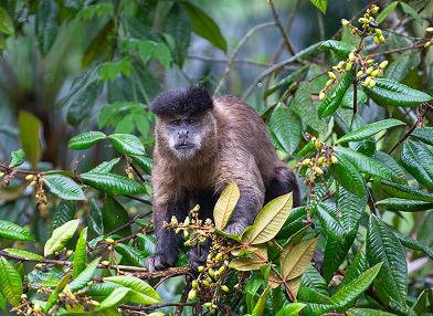 Sapajus nigritus (Macaco-prego)