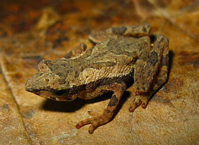 Dendrophryniscus carvalhoi (perereca)