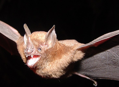 Carollia brevicauda (Morcego)