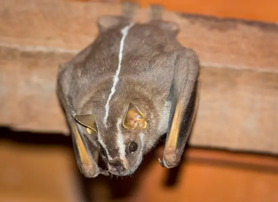 Platyrrhinus recifinus (Morcego)