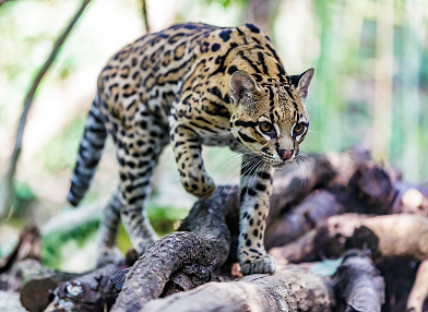Leopardus pardalis (Jaguatirica)