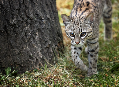 Leopardus tigrinus (Gato do mato pequeno)