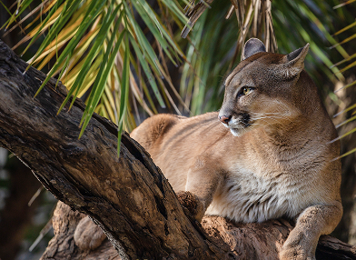 Puma concolor (Onça parda)