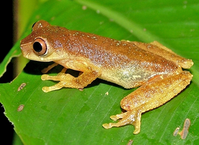 Dendropsophus ruschii (perereca)