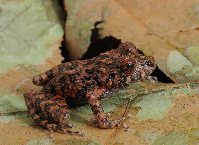 Ischnocnema verrucosa (perereca)