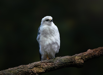 Pseudastur polionotus (Gavião Pombo)