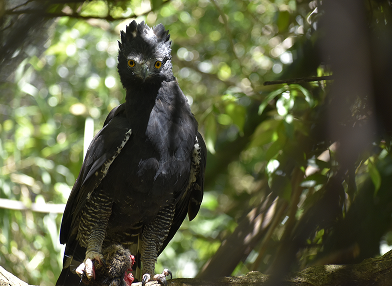 Spizaetus tyrannus (Gavião Pega macaco)
