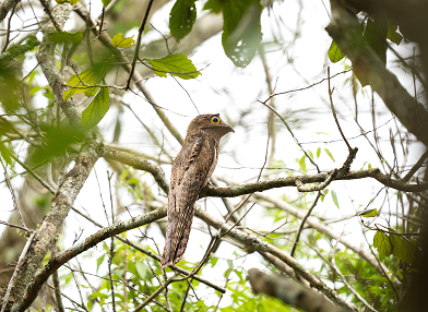 Nyctibius aethereus (Mãe da lua parda)
