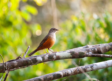 Turdus fumigatus (Sabiá da mata)