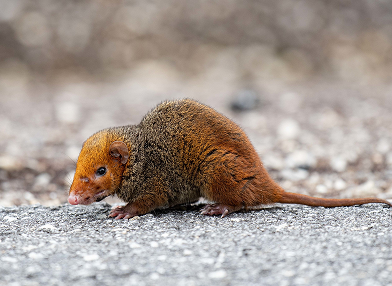 Monodelphis scalops (Catita de litras)