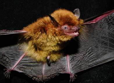 Myotis ruber (Morcego borboleta avermelhado)