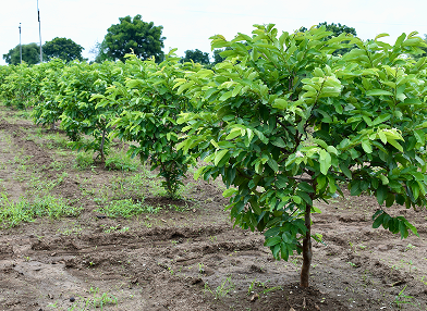 Psidium guajava (Goiabeira)