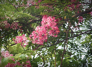 Cassia grandis (Cássia-rosa)