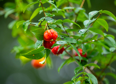 Eugenia uniflora (Pitangueira)