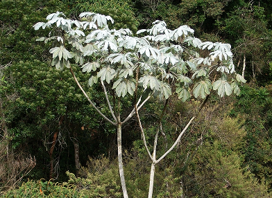 Cecropia hololeuca (Embaúba-prateada)