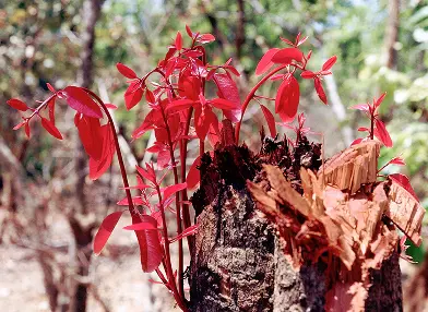 Syzygium sp. (Jambo)