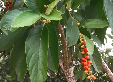 Citharexylum myrianthum (Tarumã, Pombeiro)