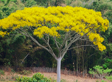 Schizolobium parahyba (Guapuruvú)