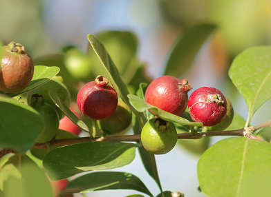 Psidium cattleyanum (Araçá-amarelo)