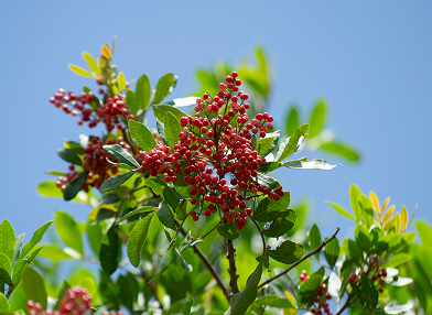 Schinus terebinthifolia (Aroeira-pimenteira)