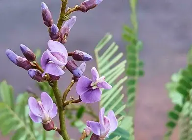 Machaerium aculeatum (Bico-de-pato)