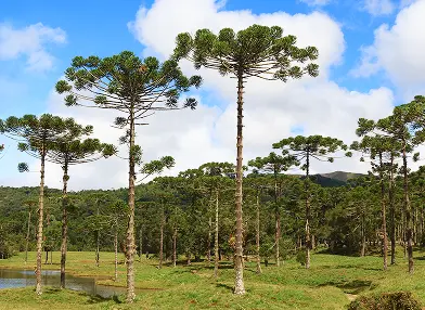 Araucaria angustifolia (Pinheiro-do-Paraná, Araucária)
