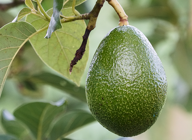 Persea americana (Abacateiro)