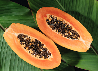 Carica papaya (Mamoeiro, Papaia)