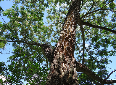 Samanea inopinata (Sete-cascas)