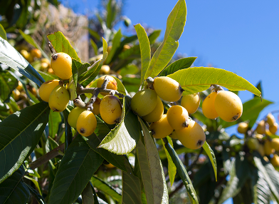 Eriobotrya japonica (Nêspera, Ameixa-amarela)