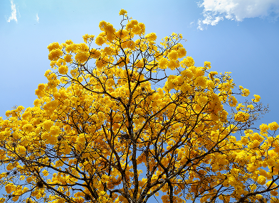 Handroanthus serratifolius (Ipê-amarelo)
