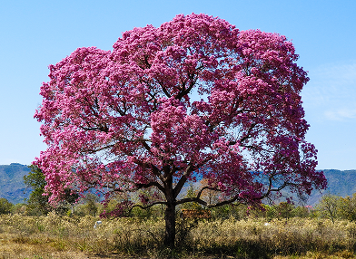 Handroanthus sp. (Ipê-roxo)