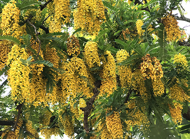 Cassia ferruginea (Cássia-amarela)
