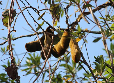 Inga sp. (Ingá)